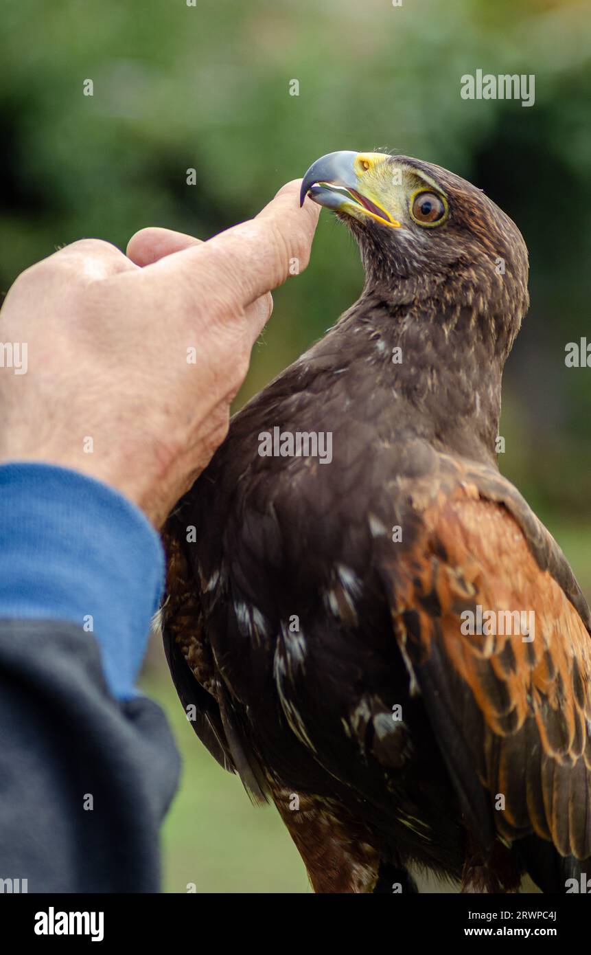 Finger eines Falkons, der einen harris-Falken streichelt Stockfoto
