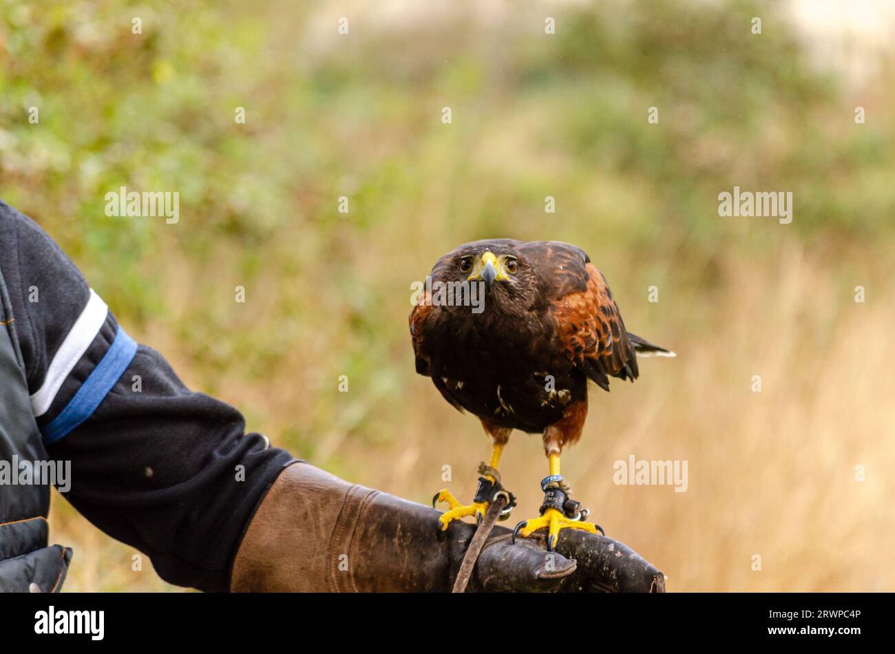 harris-Adler thront auf dem Arm des Falkoners Stockfoto