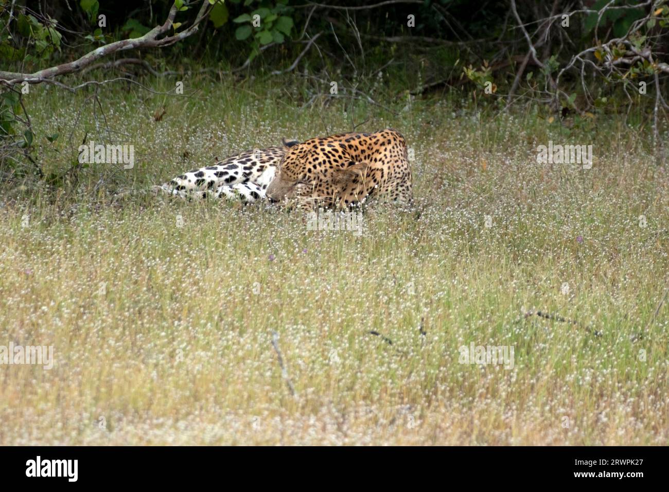 Asien, Sri Lanka, Wilpattu Nationalpark, ein Sri-lankischer Leopad (Panthera pardus kotiya) schläft auf einer wilden Blumenwiese. Tageslicht. Kopierbereich Stockfoto