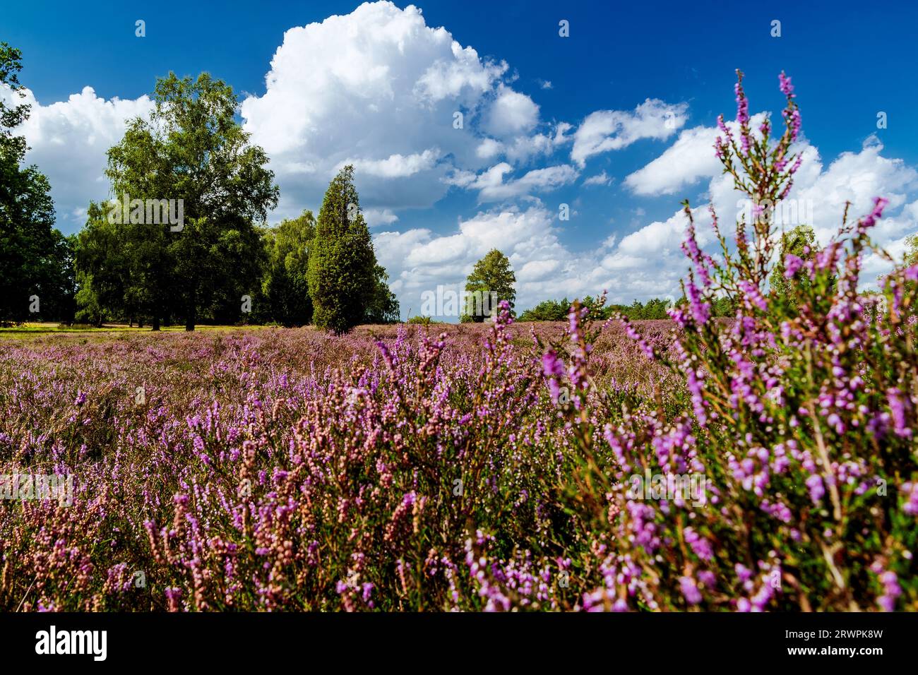 Blühende Heide bei Schnerverdingen in Niedersachsen Stockfoto