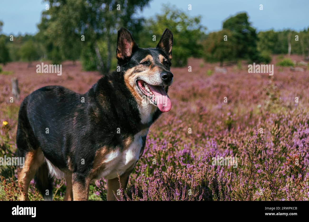Familienhirtenhund in der blühenden Lüneburger Heide in Deutschland Stockfoto