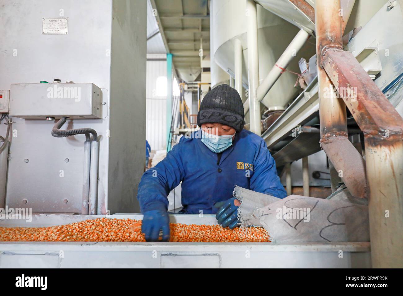 LUANNAN COUNTY, China - 18. Februar 2022: Workers are Check the Quality of Corn Seeds, North China Stockfoto