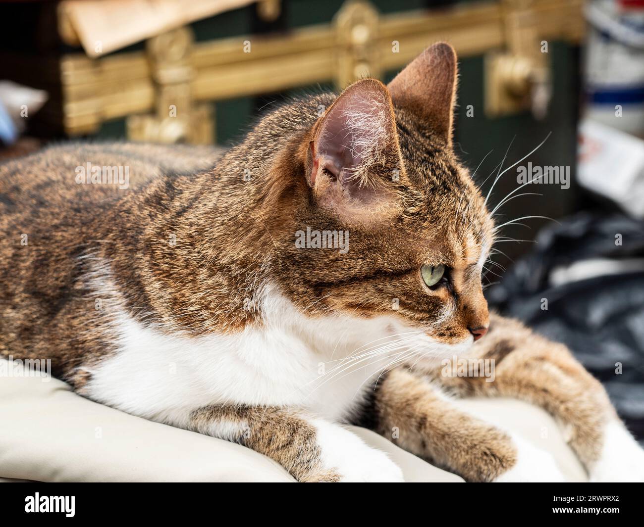 Amerikanische Wirehair-Katze. Tunja, Anden, Kolumbien, Südamerika. Stockfoto