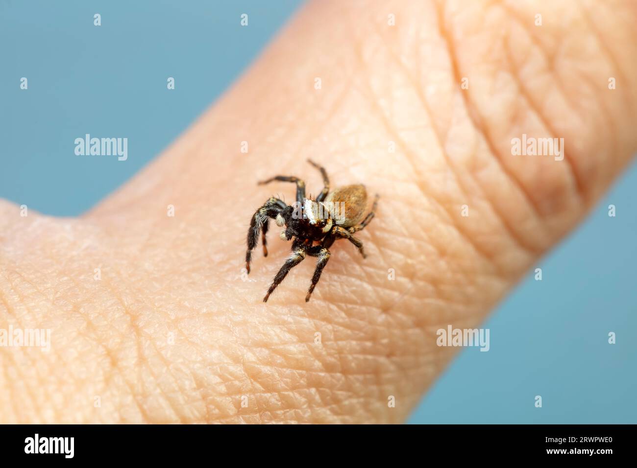 Spinnenspringen auf den menschlichen Nagel Stockfoto