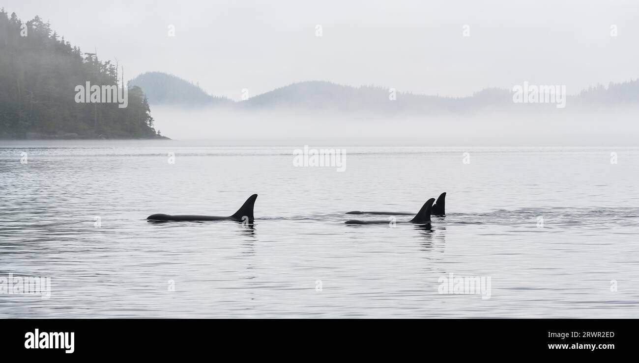 Panorama von Three Orca (Orcinus Orca) auf Walbeobachtungstour, Telegraph Cove, Vancouver Island, British Columbia, Kanada. Stockfoto