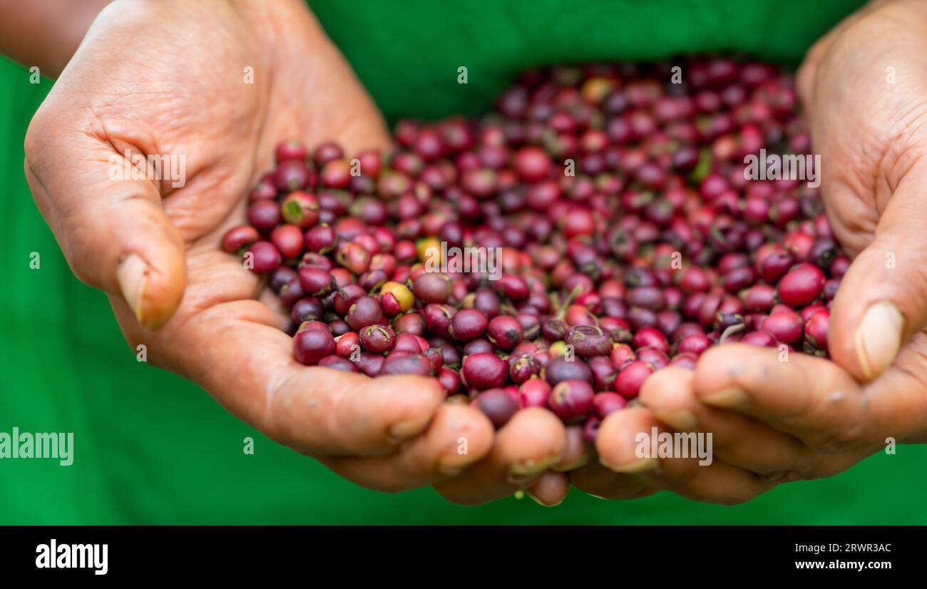 Kaffeebauern sammeln Kaffeebohnen Stockfoto