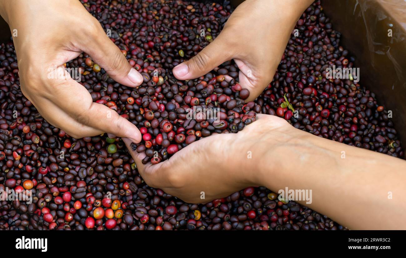 Kaffeebauern sammeln Kaffeebohnen Stockfoto