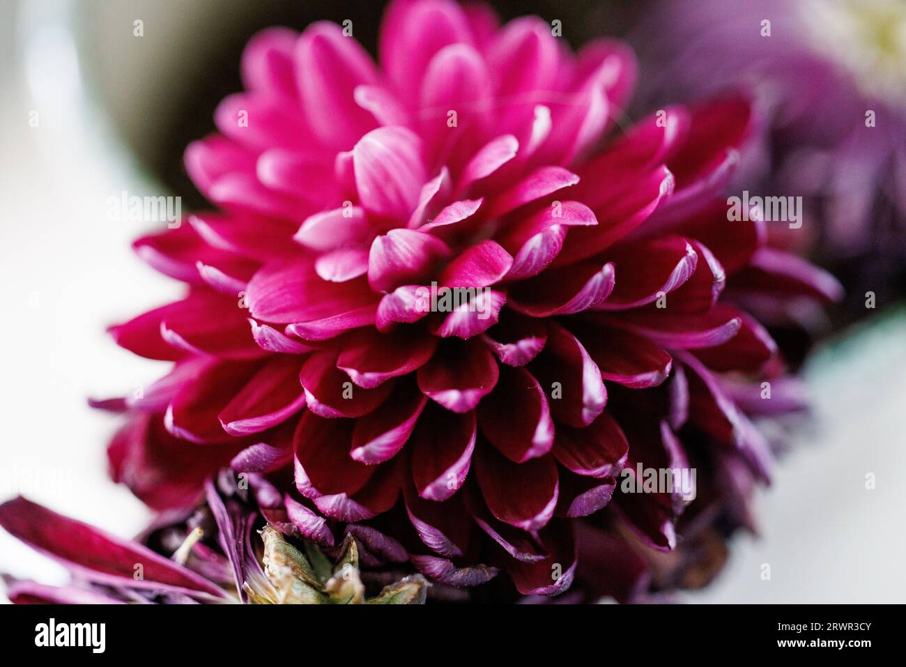Makrofoto einer lila Mutter Stockfoto