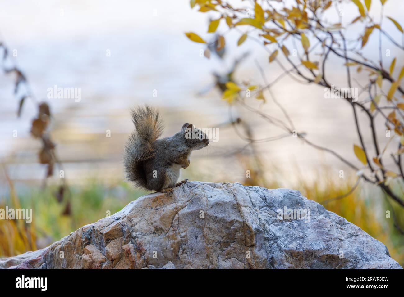 Braunes Eichhörnchen steht auf einem Felsen Stockfoto