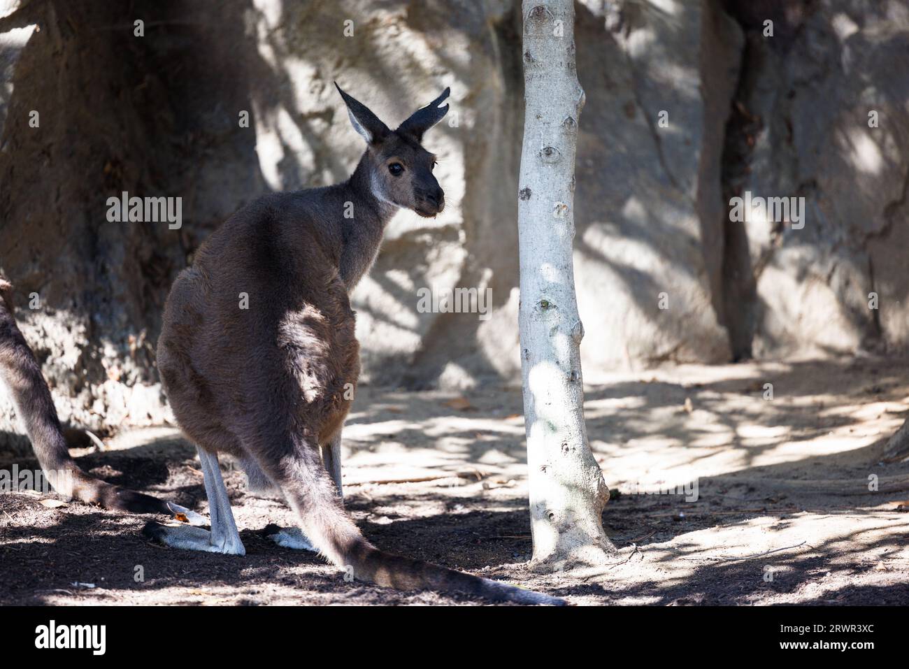 westliches graues Känguru, das im Schatten an einem Baum vorbeischaut Stockfoto