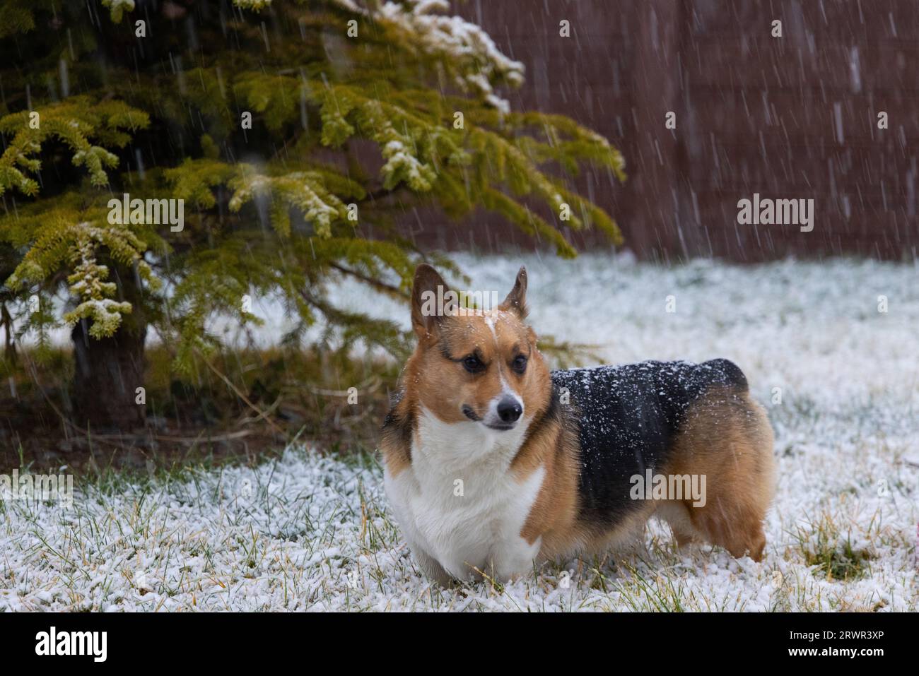 pembroke waliser Corgi steht im Schnee bei einem immergrünen Baum Stockfoto