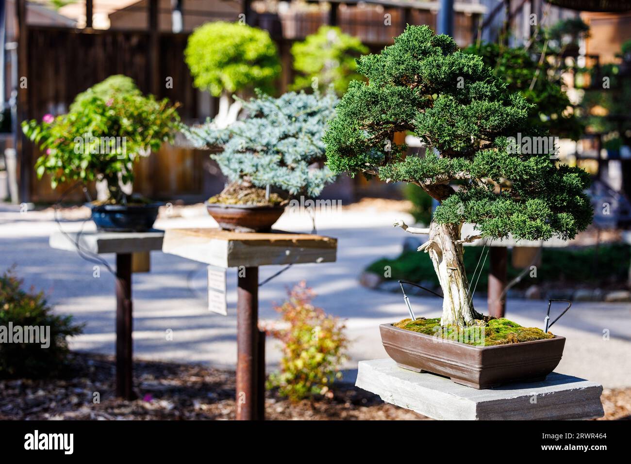 Schner Garten, Bonsai Bume, Pinien in einem traditionellen japanischen  Steingarten Stockfotografie - Alamy