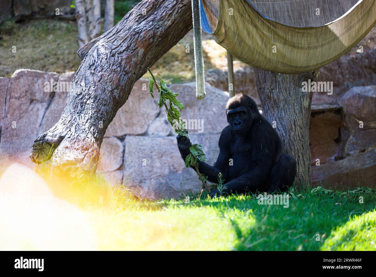 Silberrücken-Gorilla, der im Schatten unter einem Baum sitzt, Portrait Stockfoto