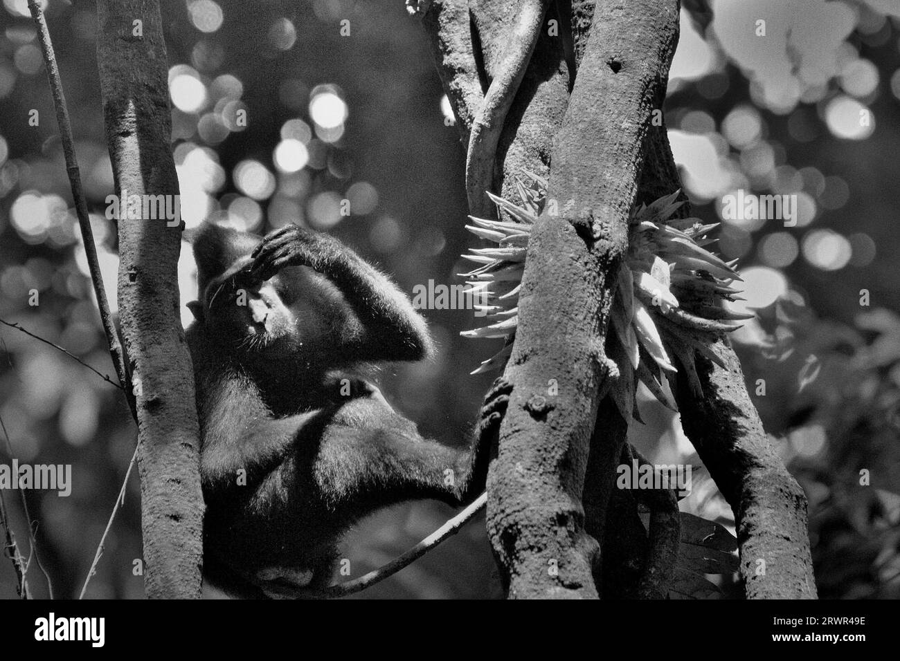 Ein Makaken (Macaca nigra) zerkratzt sich die Stirn, während es in der Nähe von Lianenfrüchten im Tangkoko-Wald, Nord-Sulawesi, Indonesien, sitzt. Ein kürzlich erschienener Bericht eines Wissenschaftlerteams unter der Leitung von Marine Joly ergab, dass die Temperatur im Tangkoko-Wald zunimmt und die Fruchtfülle insgesamt abnimmt. „Zwischen 2012 und 2020 stiegen die Temperaturen im Wald um bis zu 0,2 Grad pro Jahr, und der Fruchtbestand ging insgesamt um 1 Prozent pro Jahr zurück“, schrieb sie im International Journal of Primatology. „In einer wärmeren Zukunft müssten sie sich anpassen, sich ausruhen und im Schatten bleiben Stockfoto