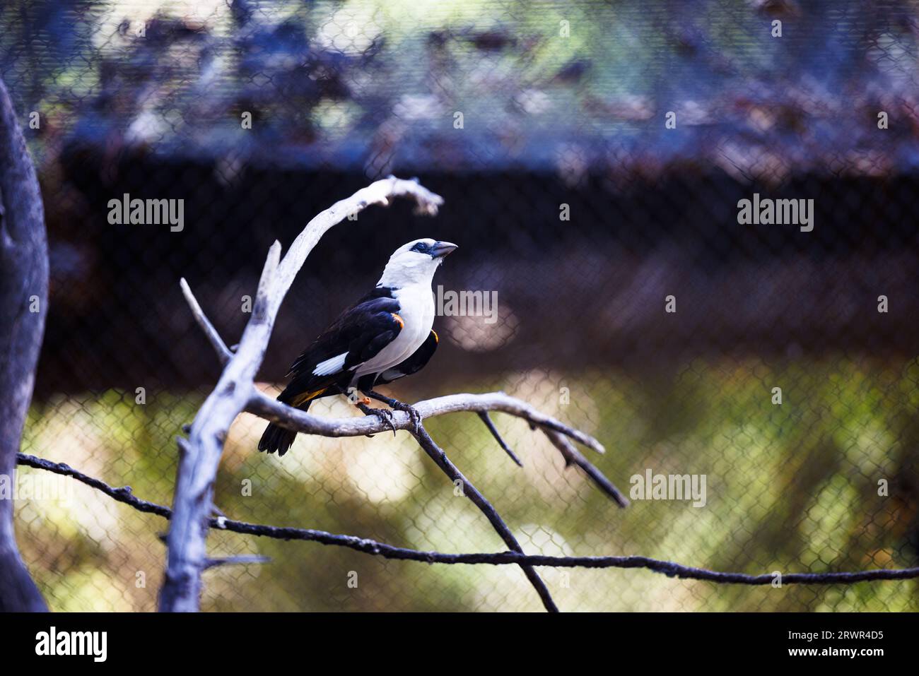 Büffelweber mit weißem Kopf, der auf einem Ast in einem Gehege im Zoo steht Stockfoto