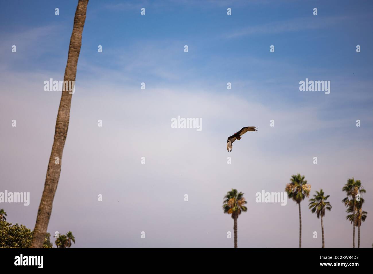 truthahngeier fliegen über Palmen Stockfoto