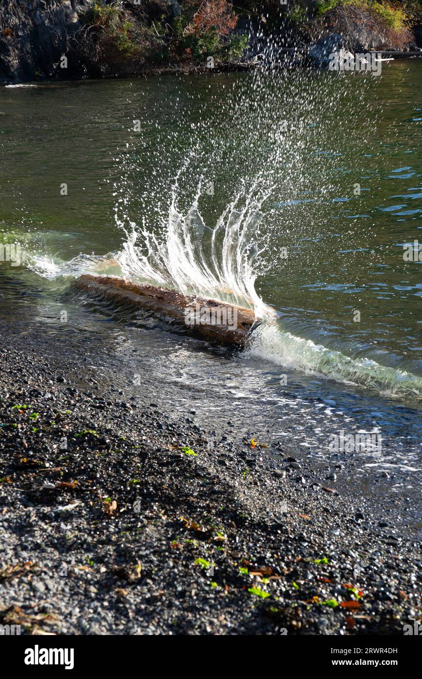 Ein Baumstamm, der an der Küste ausgewaschen wurde und von Wellen auf Bowen Island, BC, Kanada, getroffen wurde. Stockfoto