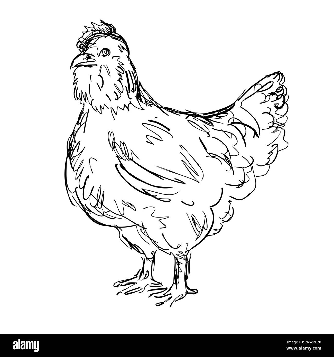 Zeichnung einer Zeichnung im Skizzenstil Illustration eines Ameraucana Hühnchens, einer amerikanischen Rasse von Haushuhn, von der Seite auf isoliertem weißem Hintergrund in bl gesehen Stockfoto