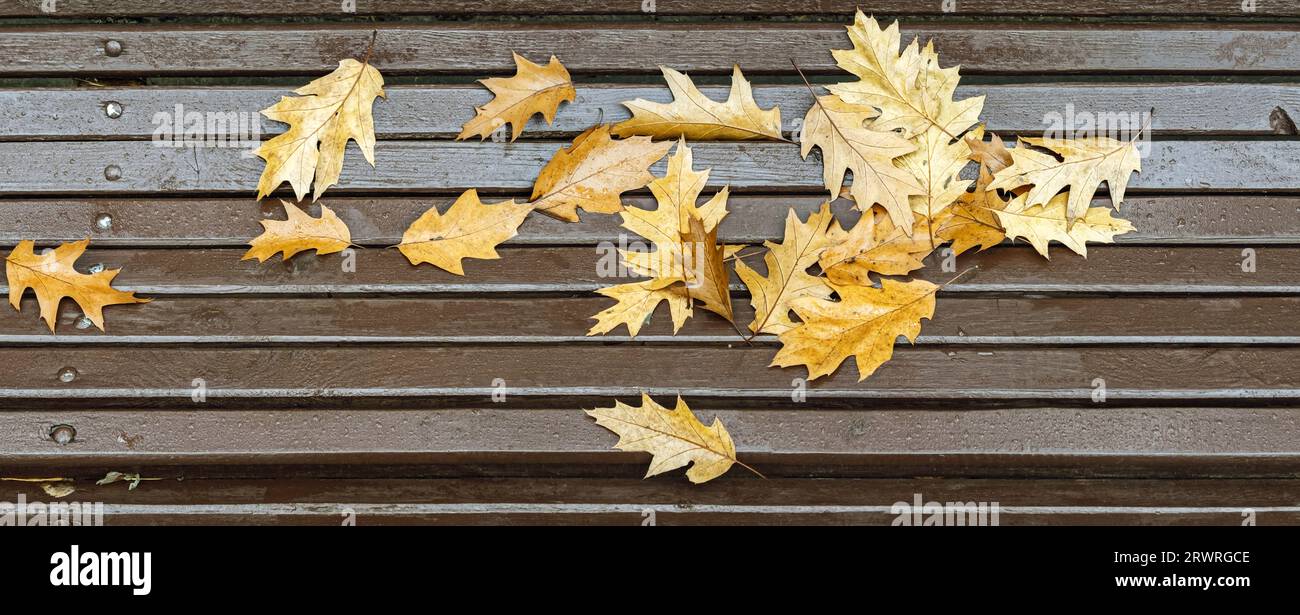 Nasse Parkbank, bedeckt mit abgefallenen bunten Ahornblättern. Panoramablick im Herbst. Stockfoto