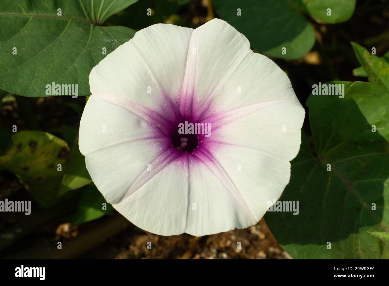 Glade Morning-Glory, Süßkartoffel, Bejuco-de-Puerco, chinesischer Wasserspinat, werden in Wasser oder Boden angebaut. Sie blüht im Sommer weiß oder blassrosa Stockfoto