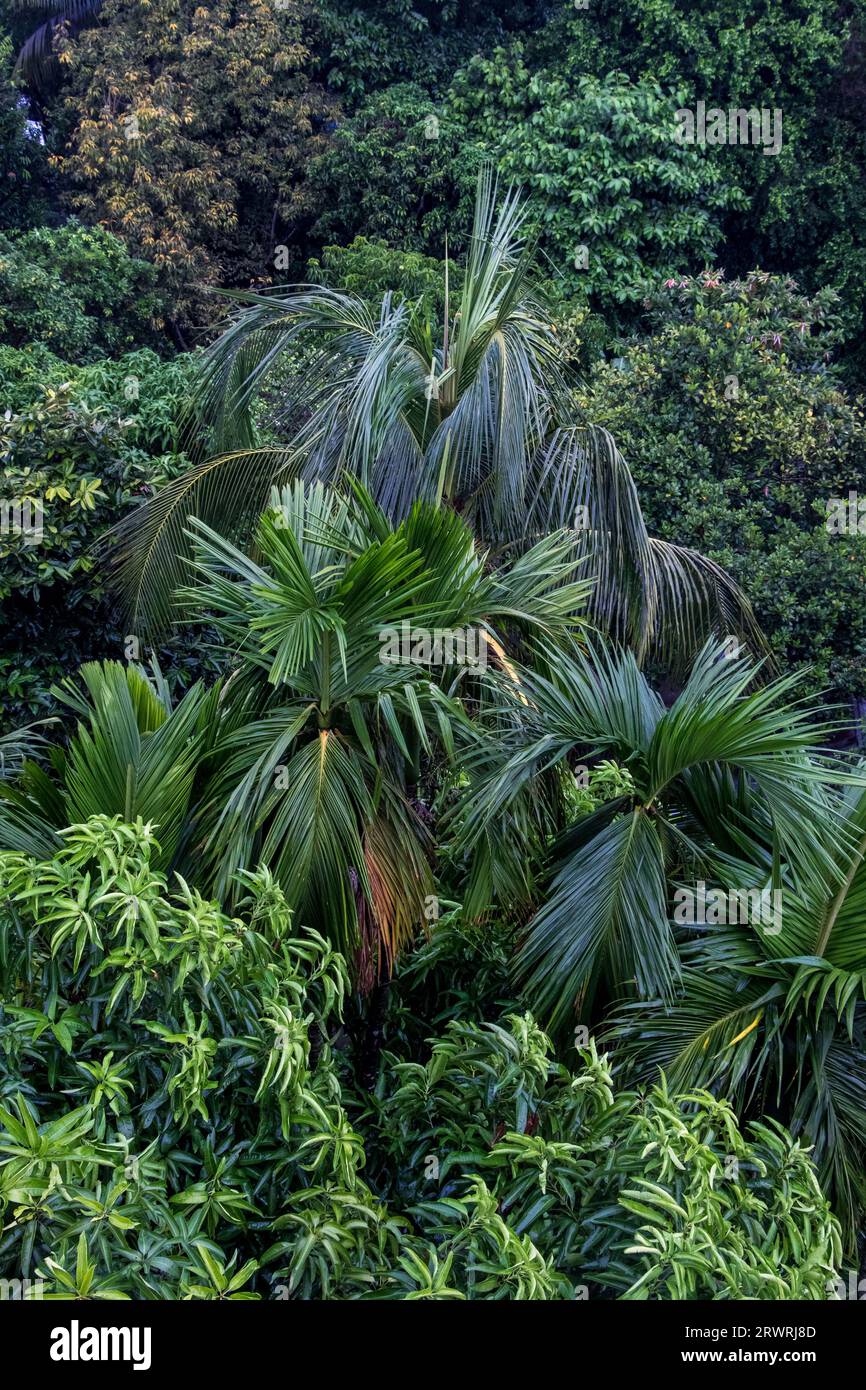 Arial View Green Forest Photography aus Ruhitpur, Bangladesch, am 05. September 2022 Stockfoto