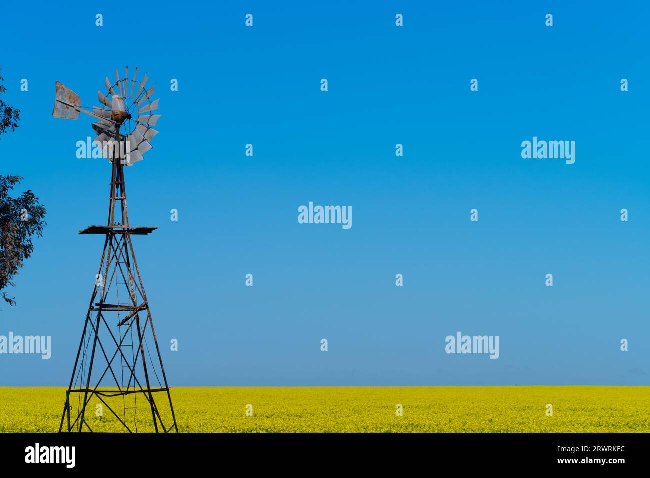 Ein Rapsfeld in Victoria Australien mit gelben Blumen, Windmühle und blauem Himmel in landwirtschaftlicher Umgebung. Stockfoto