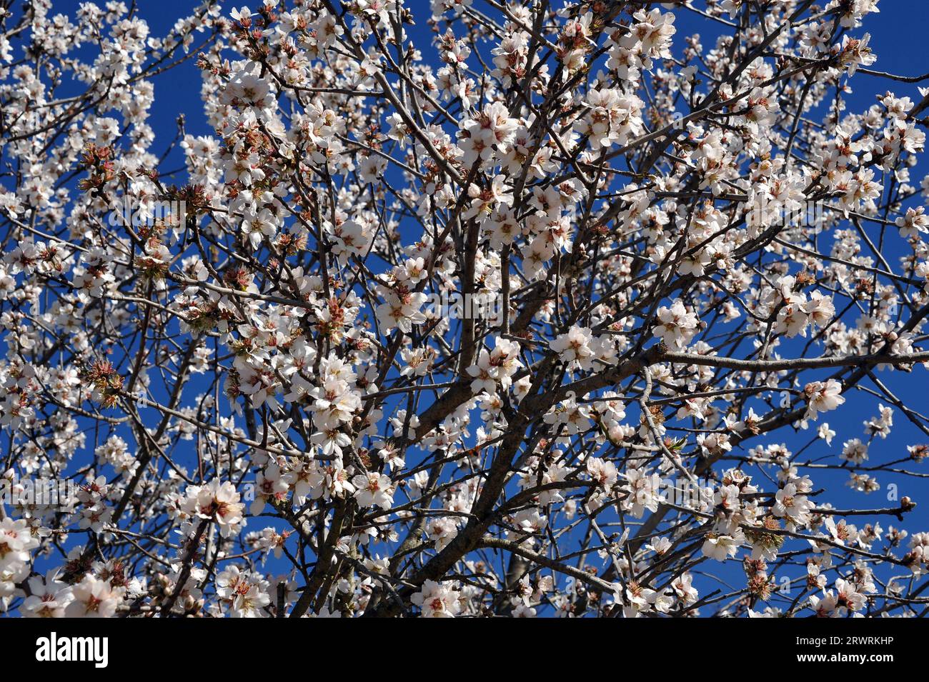 Obstblüten im Frühjahr, Prag, Tschechische Republik Stockfoto