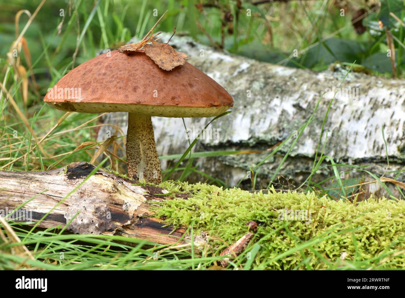 Großer Speisepilz der Art Birkenbüschel (Leccinum versipelle), der in einem Birkenwald des Hunsrücks (Rheinland-Pfalz) wächst Stockfoto