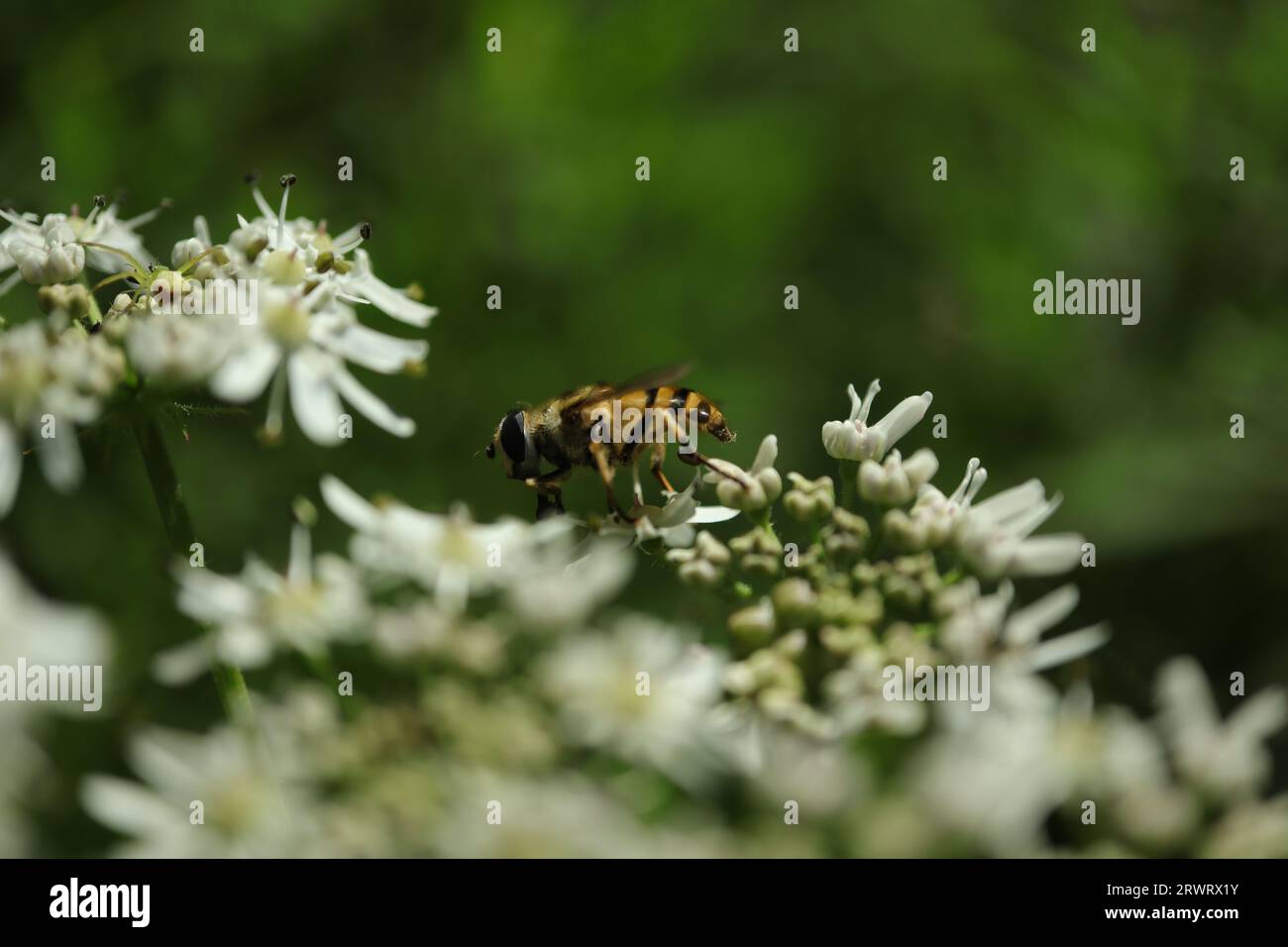 Myathropa florea an einer nicht identifizierten Pflanze Stockfoto