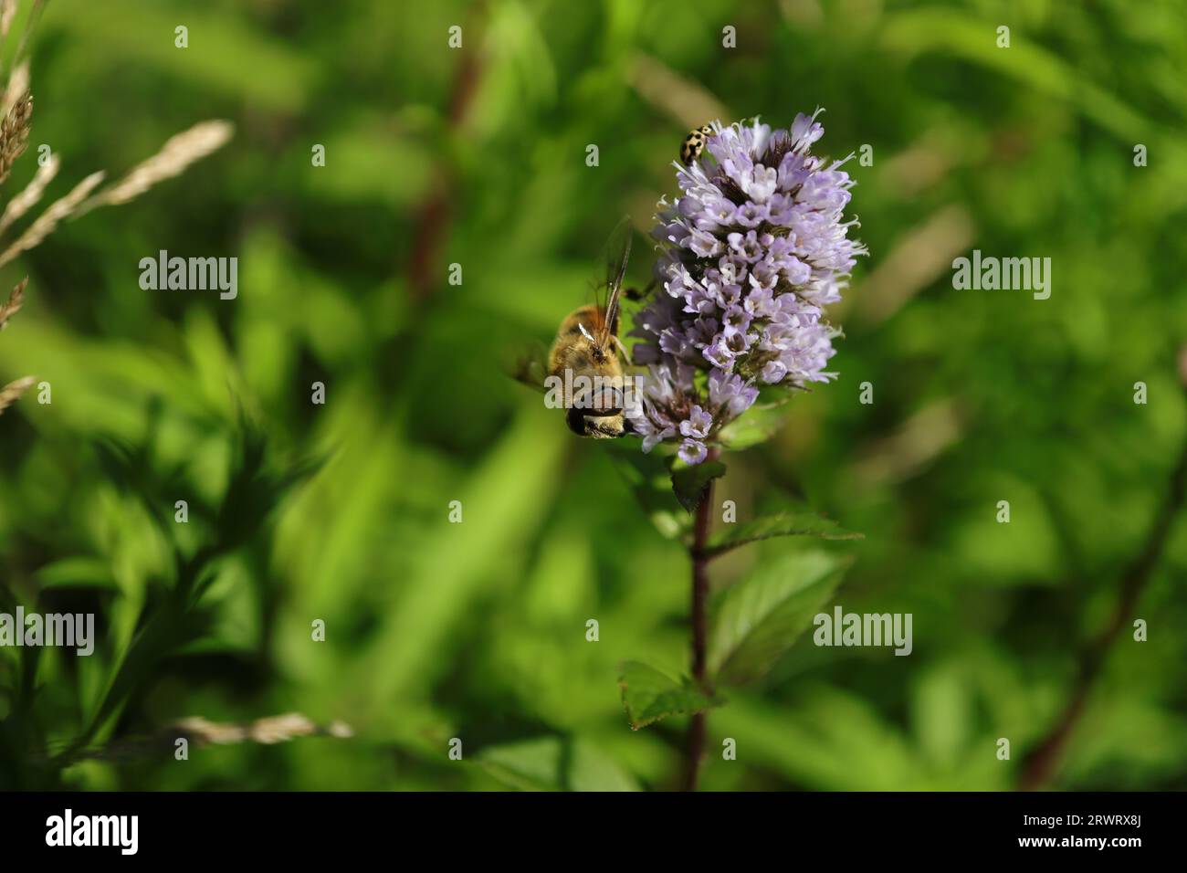 Myathropa florea an einer nicht identifizierten Pflanze Stockfoto