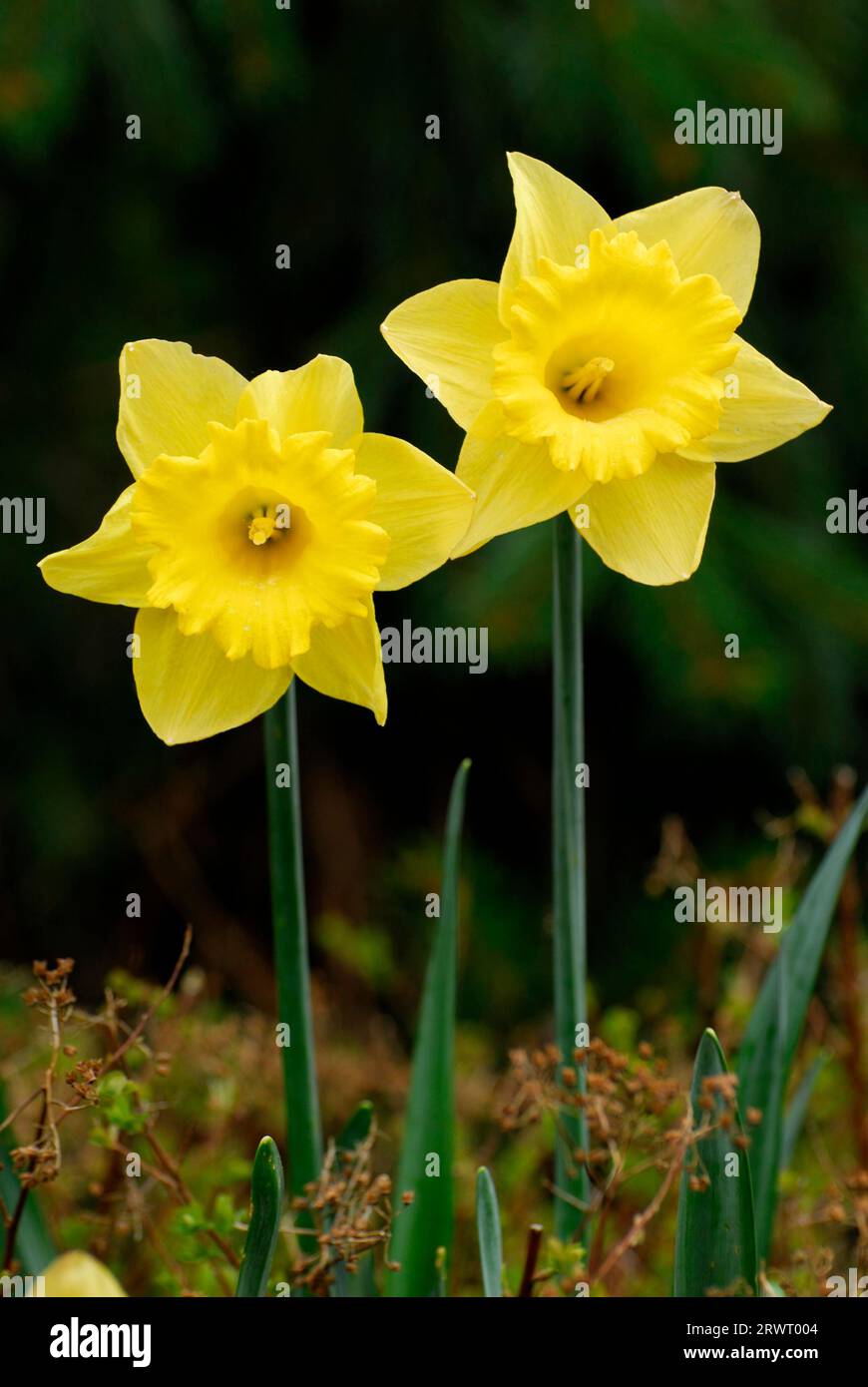 Narzisse, Narzisse (Narzisse), jonquil Stockfoto