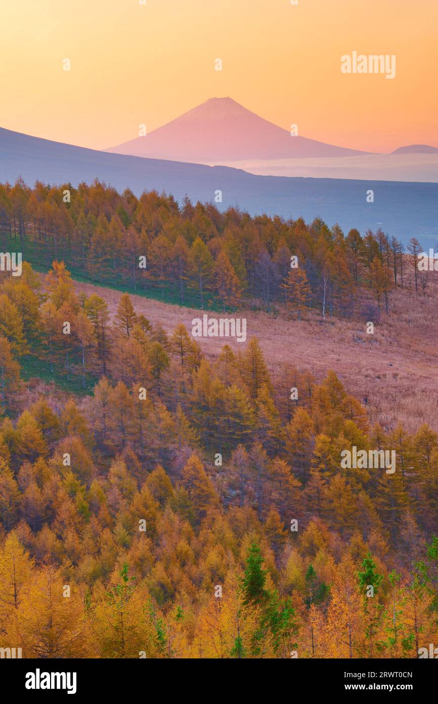 Herbstblätter von Lärchenwald und Mt. Fuji am Morgen Stockfoto