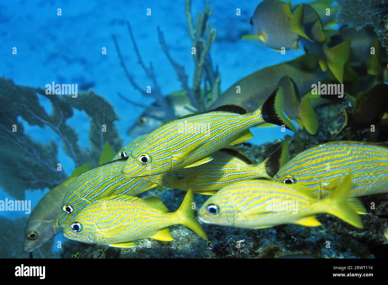 Blau gestreiftes Grunzen, Cayo Largo Cuba Stockfoto