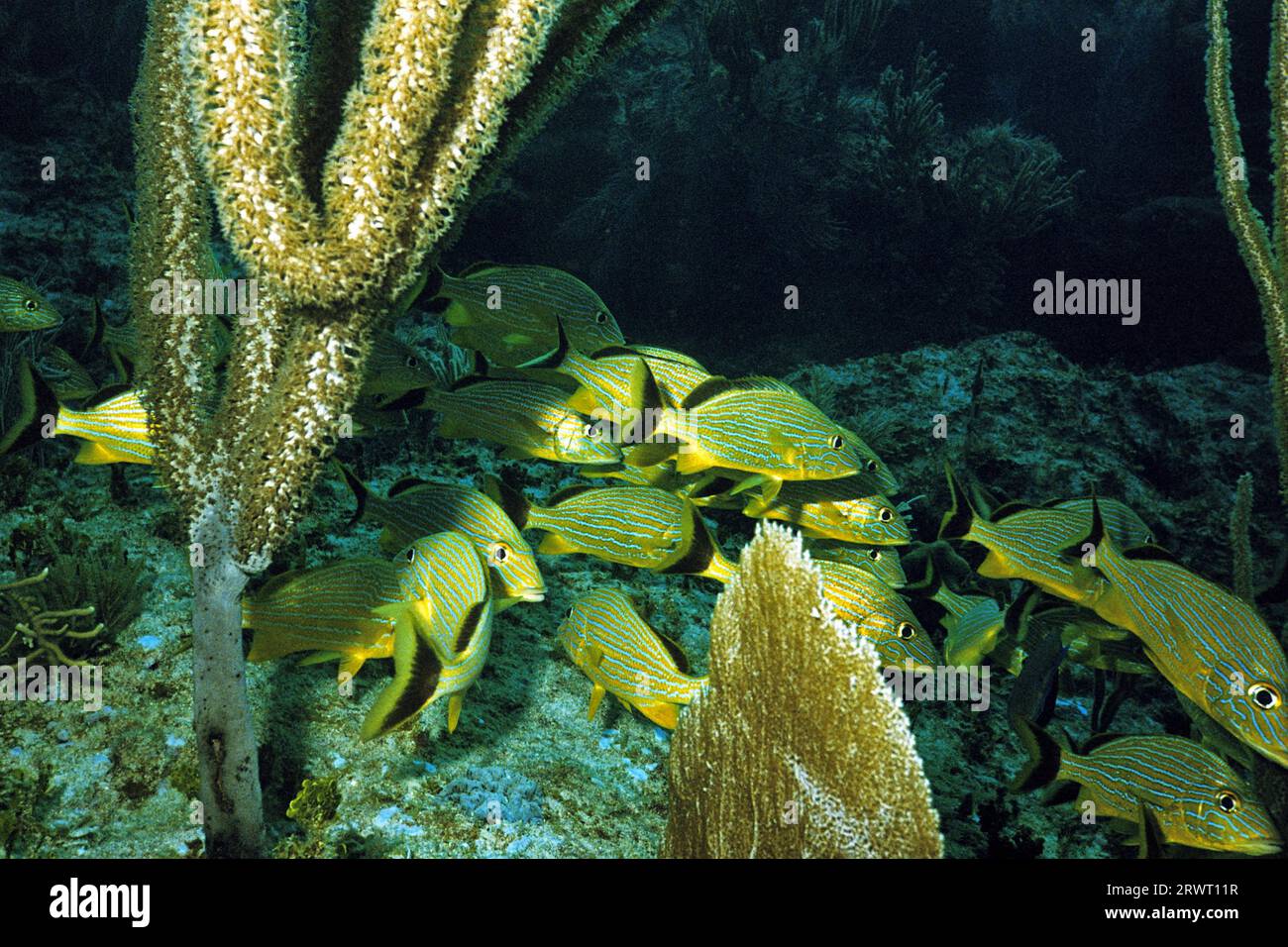 Blau gestreiftes Grunzen, Cayo Largo Cuba Stockfoto