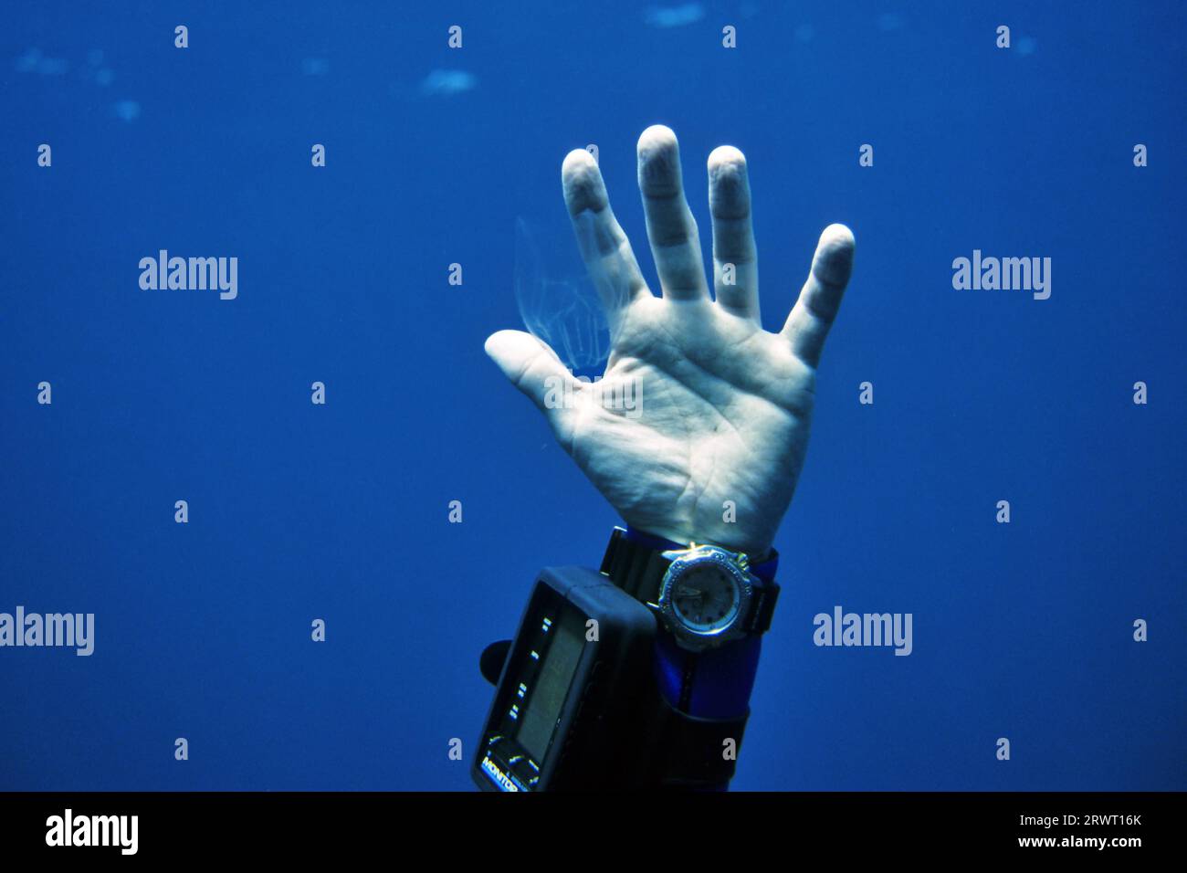 Salpquallen mit Taucherhand als Grössenvergleich Stockfoto