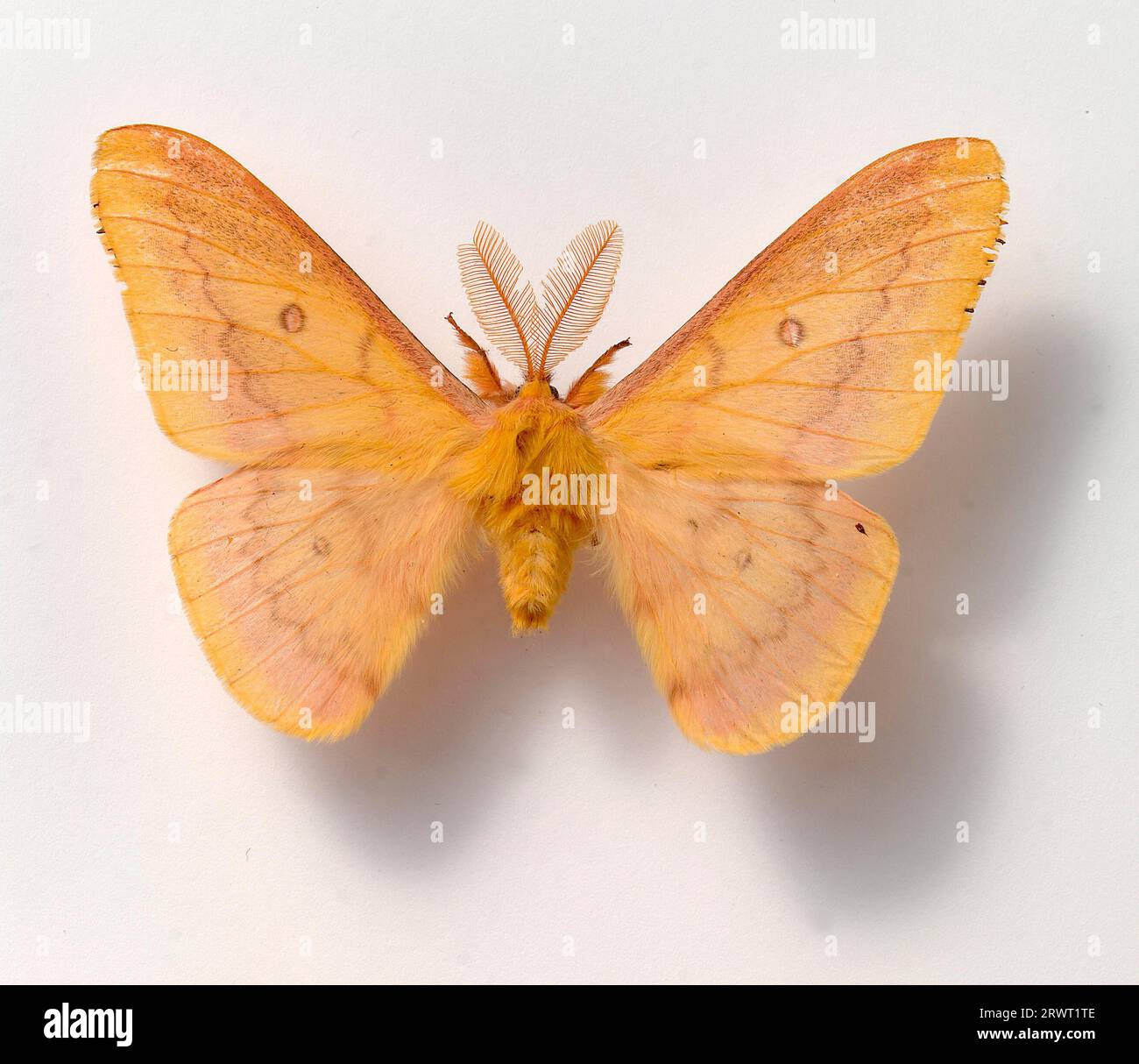 Tropischer Schmetterling, freistehend Stockfoto