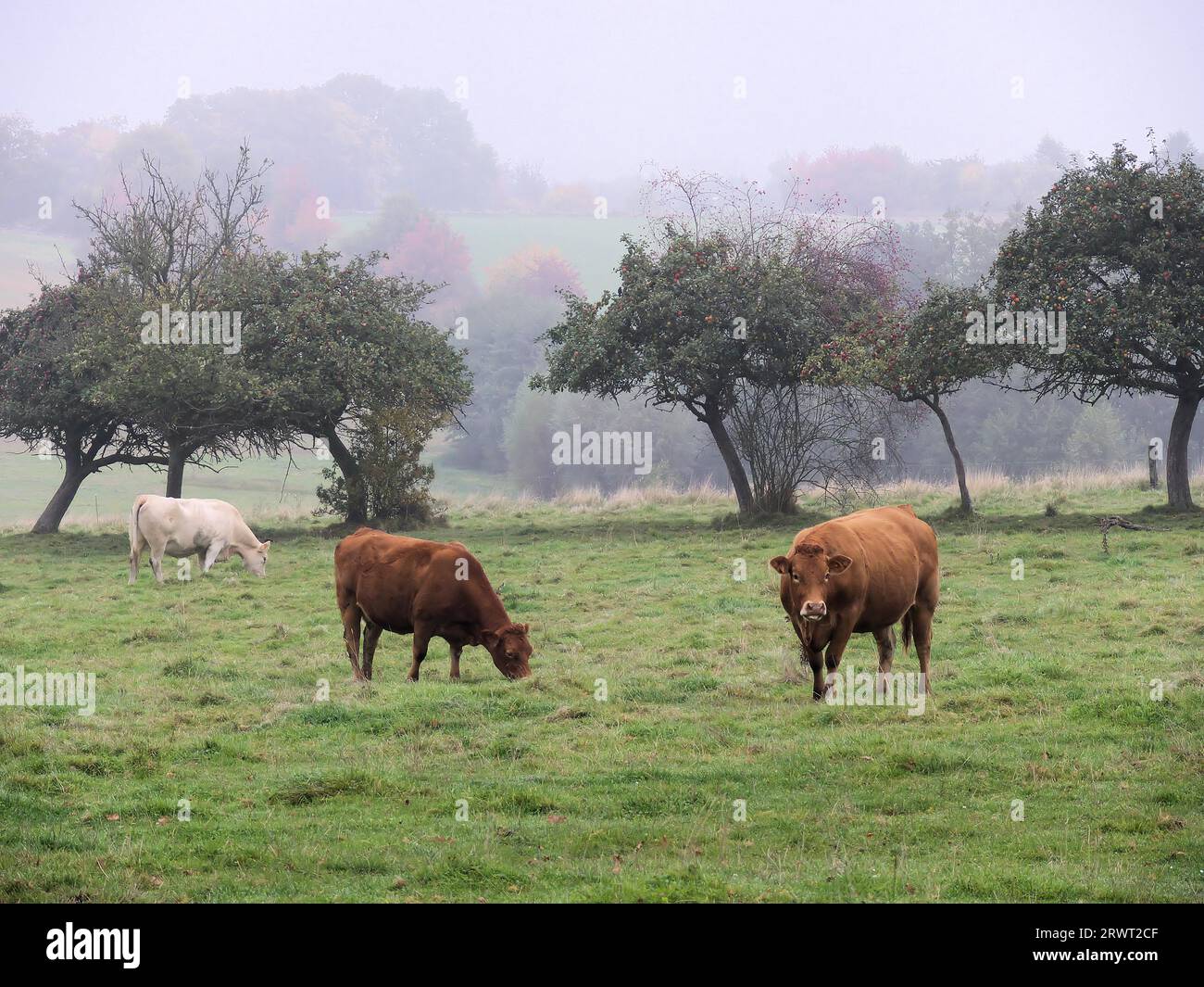 Drei Kühe, zwei braune, eine hellbraune, auf der Weide, früh am Morgen im Nebel Stockfoto