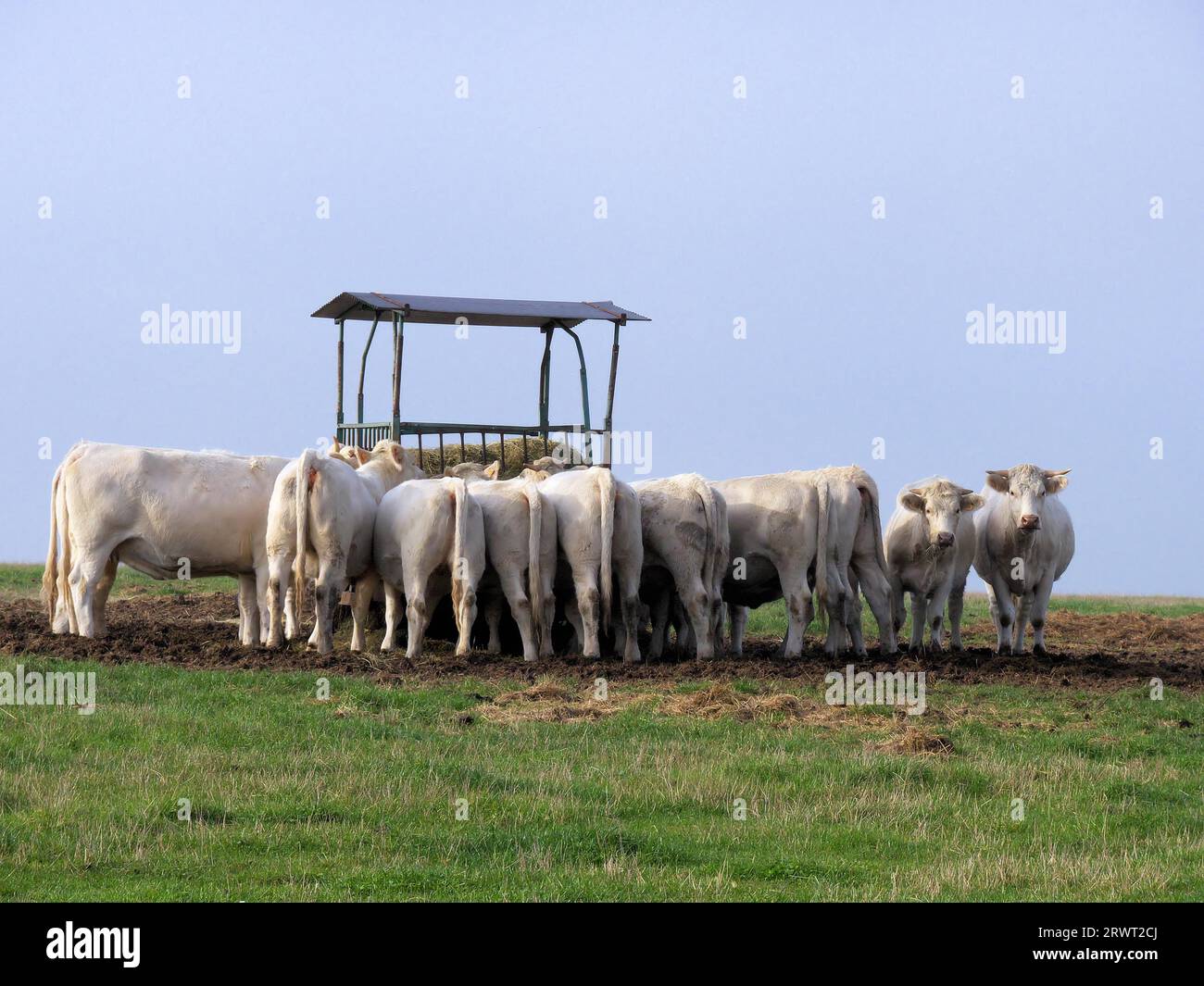Kälberfütterung mit Heu auf der Weide, mit zwei Stockfoto