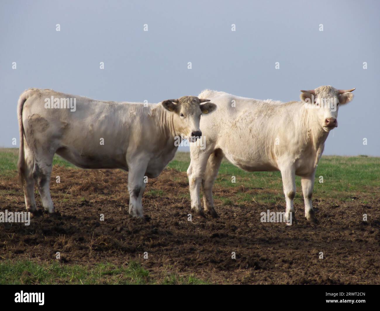 Zwei hellbraune Kühe auf der Weide, die einmal nicht ihre Lieblingsbeschäftigung machen Stockfoto