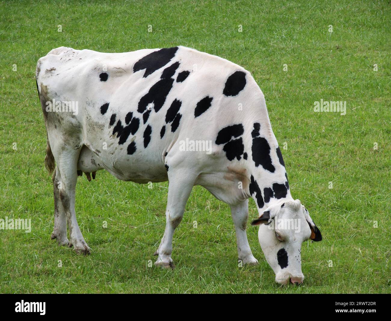 Schwarz-weiße Kuh weidet, grünes Gras im Hintergrund Stockfoto
