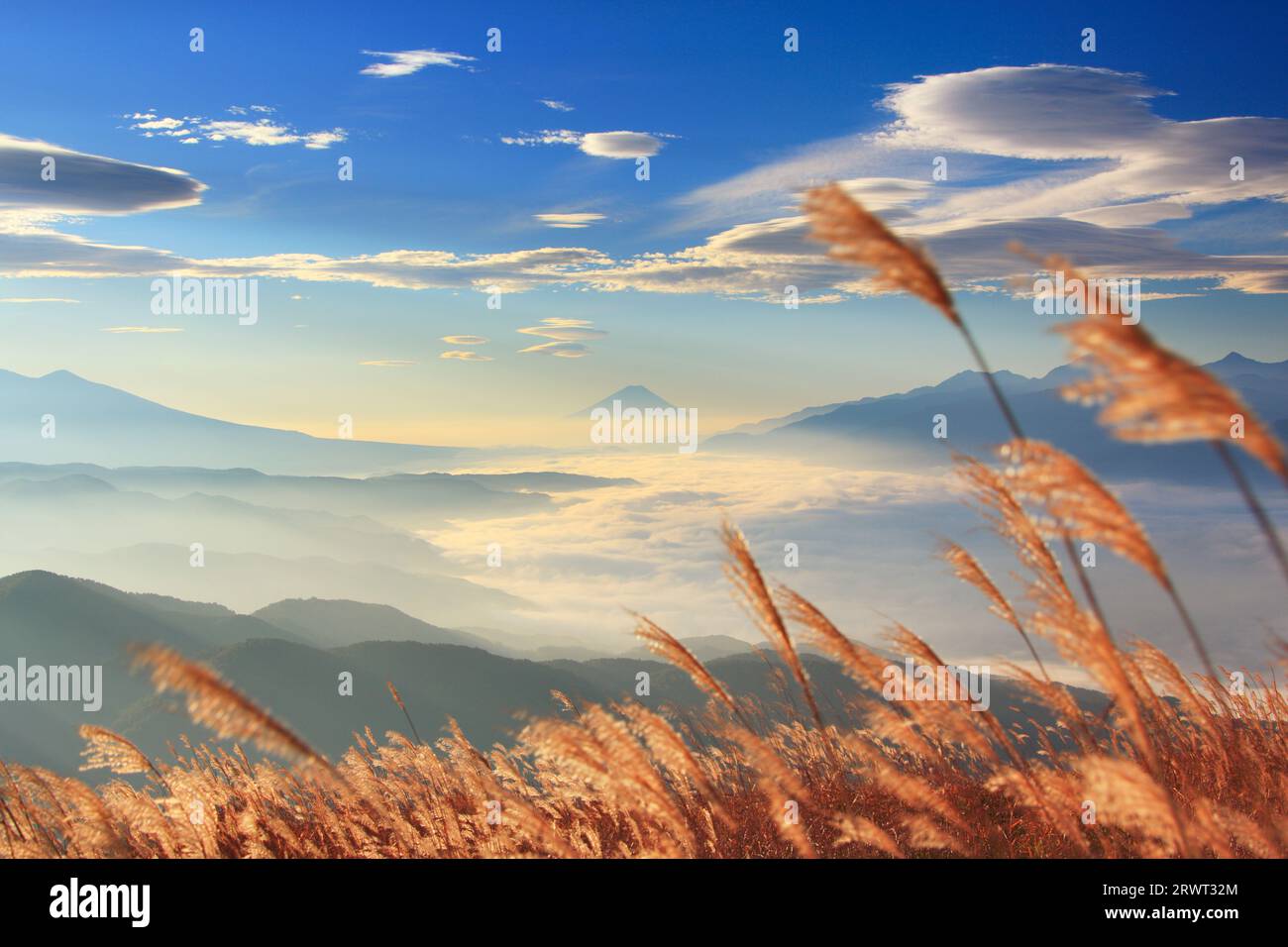 Morgendliches silbernes Gras, Wolkenmeer und Fernblick auf Mt. Fuji Stockfoto