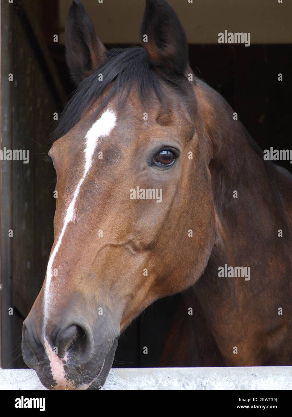 Pferd in der offenen Box Stockfoto