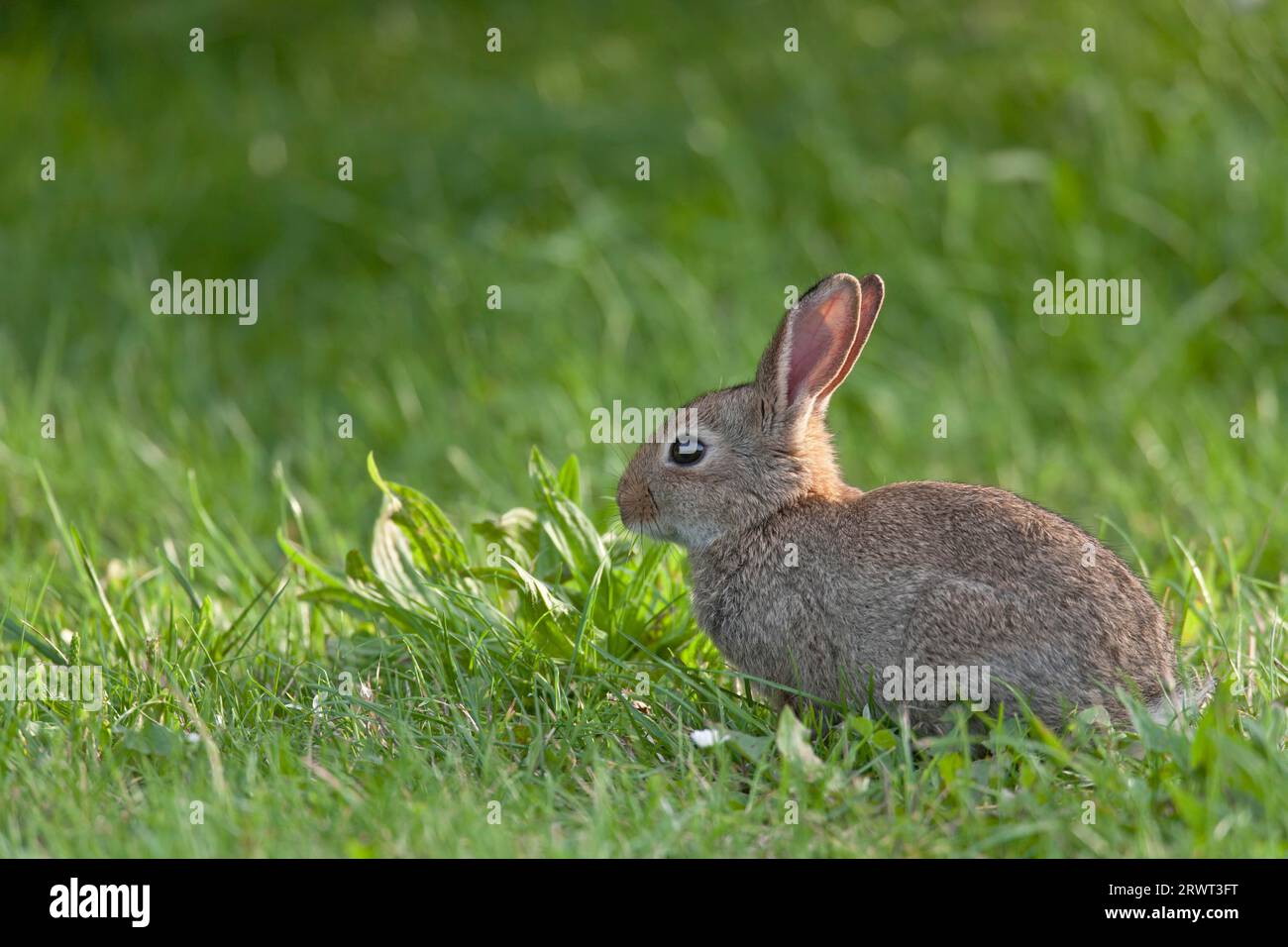 Europäisches Kaninchen (Oryctolagus cuniculus) kann unter optimalen Bedingungen 4 bis 7 Würflinge pro Jahr produzieren (gemeinsames Kaninchen) (Fotokit) Stockfoto