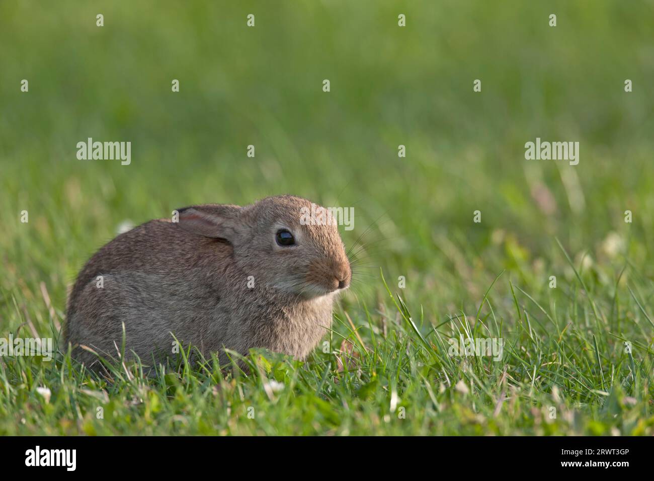 Europäisches Kaninchen (Oryctolagus cuniculus) kann unter optimalen Bedingungen 4 bis 7 Würflinge pro Jahr produzieren (gewöhnliches Kaninchen) (Fotokit) Stockfoto