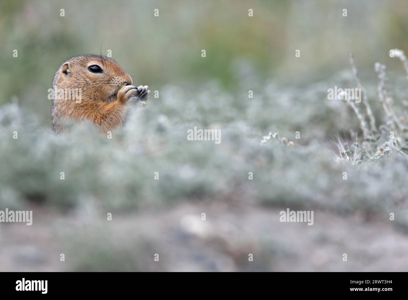 Arktisches Bodenhörnchen (Urocitellus parryii), die Welpen werden haarlos (arktisches Bodenhörnchen) geboren (Foto Erwachsener am Eingang des Grabens), Arktis Stockfoto