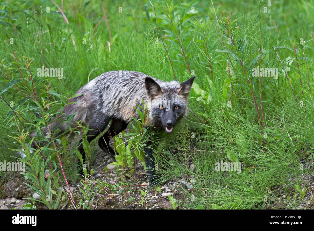 Rotfuchs (Vulpes vulpes), in Nordamerika produziert die Art oft Tiere mit verschiedenen Farbstoffen (Foto Rotfuchs) (diese Farbvariante ist Stockfoto