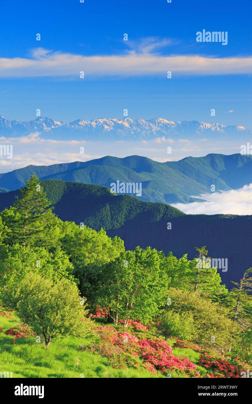 Renge Azalea und die Hakuba-Bergkette und andere Berge in den Nordalpen Stockfoto