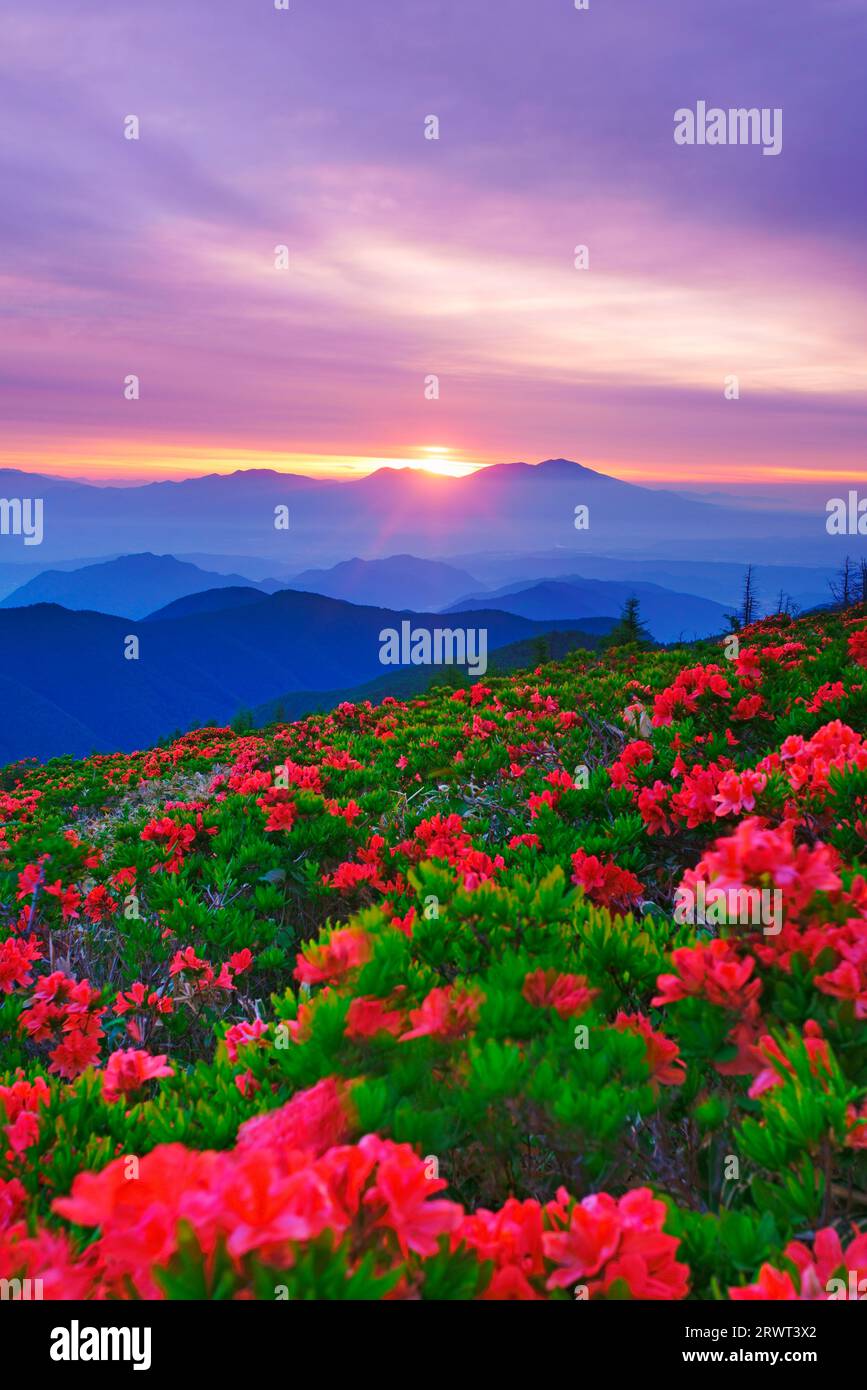 Renge-tsutsuji, Mt. Asama und andere Gebirgszüge und Sonnenaufgang auf dem Takegishibine Peak Stockfoto