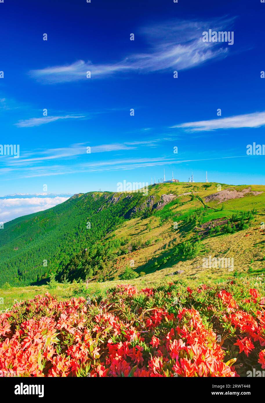 Rhododendron pseudochrysanthum, Oogajou, Hotaka-Gebirge und Zirruswolken Stockfoto