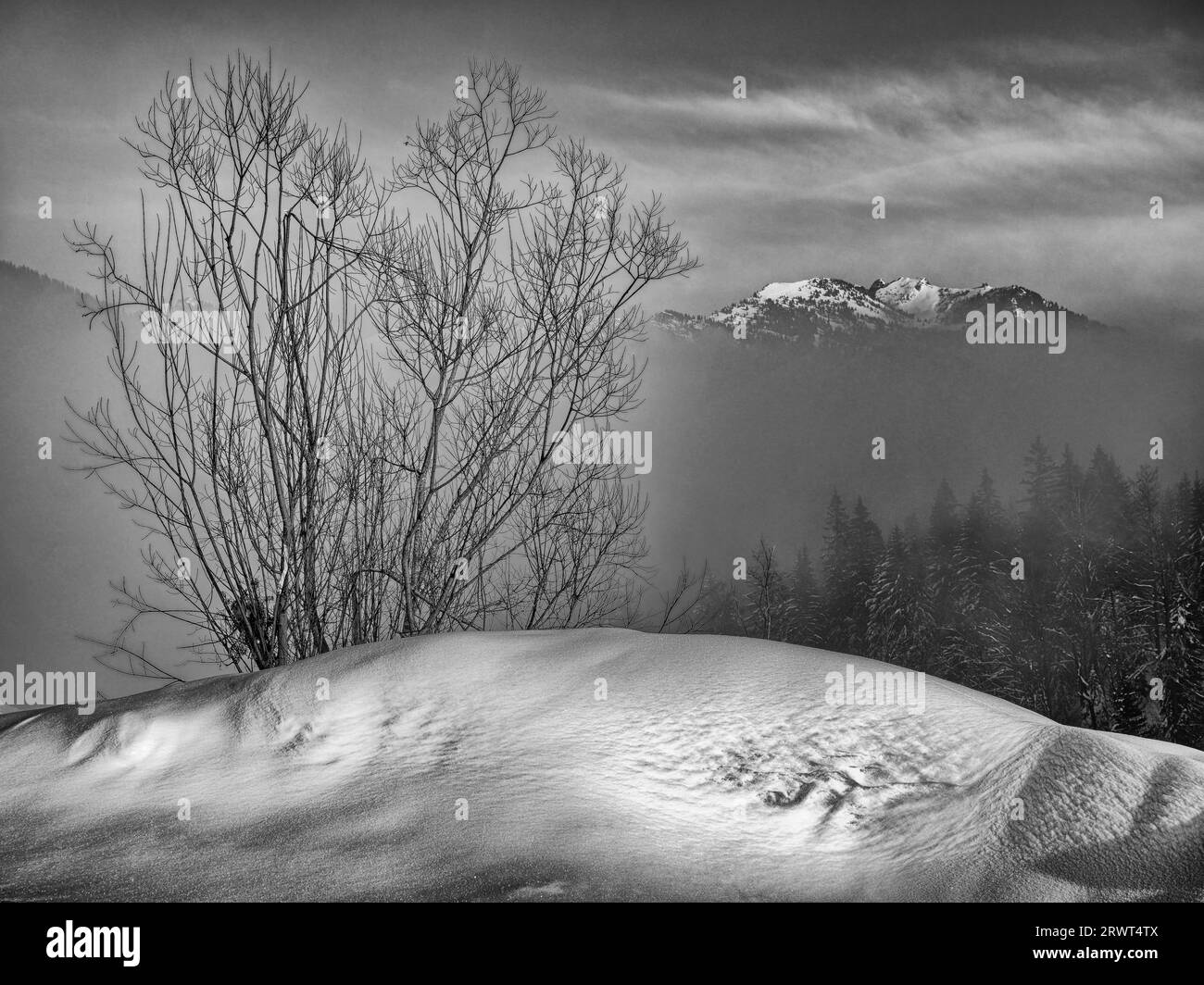 Busch im Schnee Rückenlicht und Nebel vor Bergen im Winter, schwarz-weiß, Bayern Stockfoto